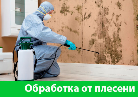 Обработка от плесени в городе Калуга