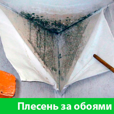 Удаление плесени в Калуге
