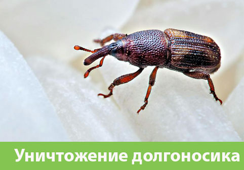 Уничтожение долгоносиков в городе Калуга